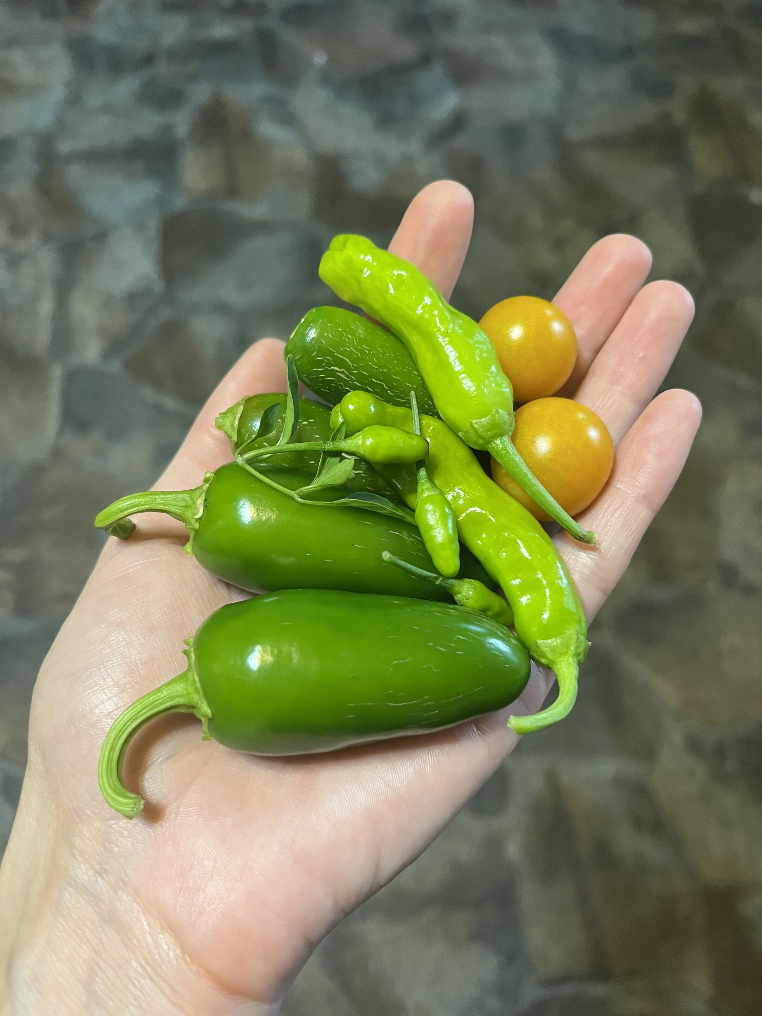 A handful of jalapeno and shishito peppers, plus a few yellow cherry tomatoes from my garden.