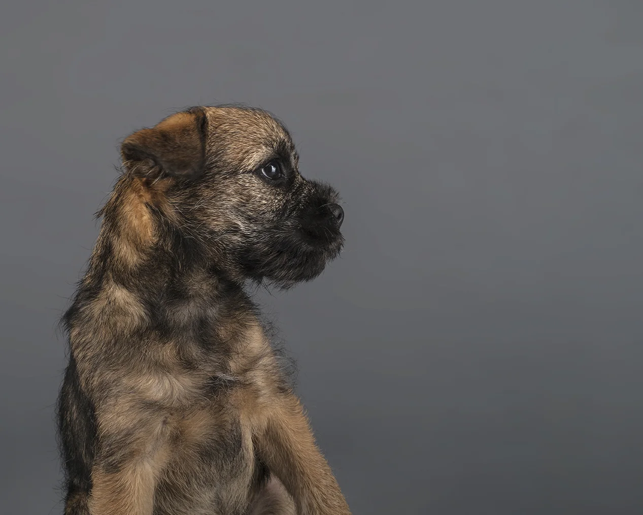 NATUREDIET - A FOUR LEGGED EXPERIENCE!