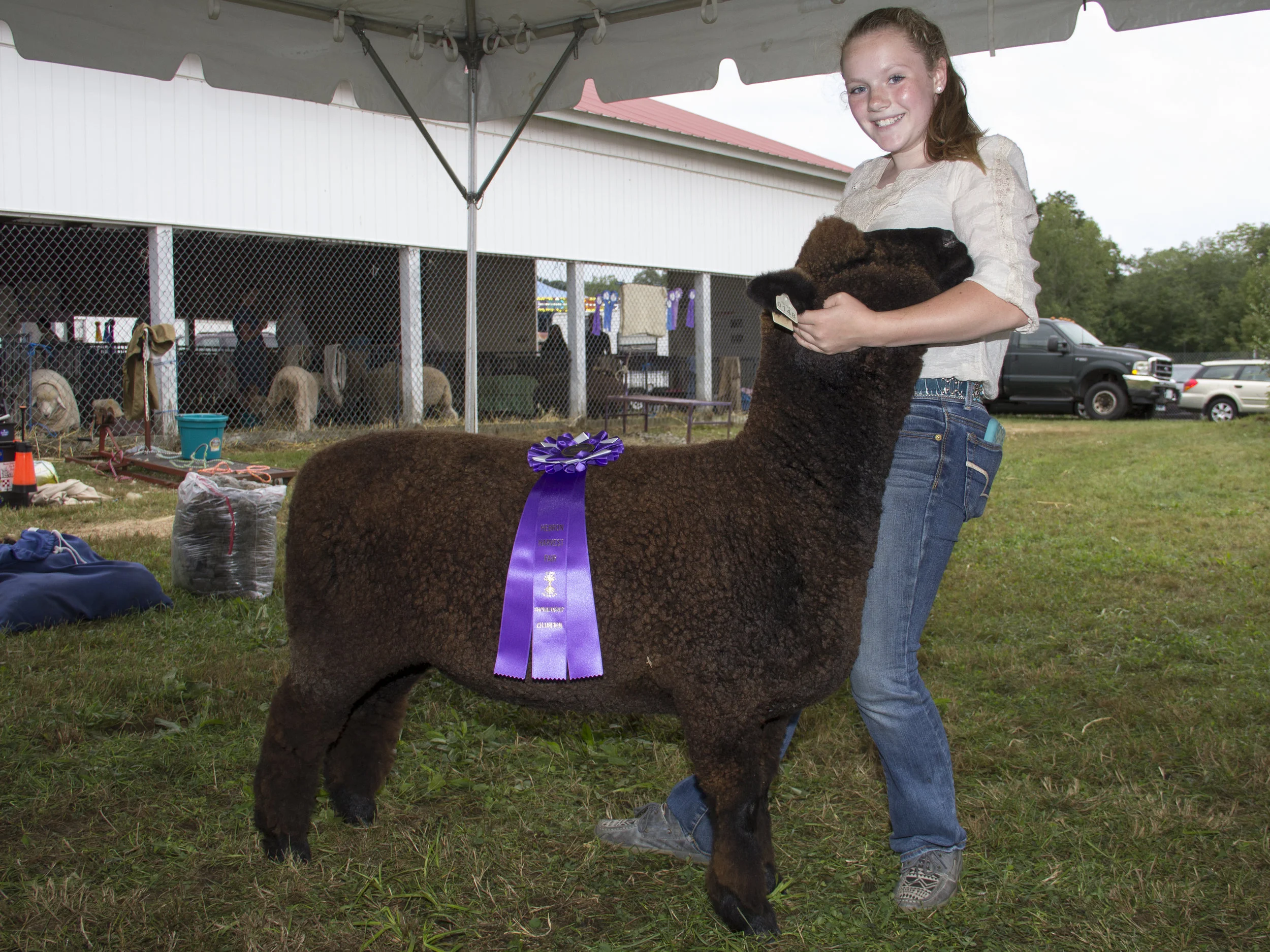 Sheep Contest.jpg