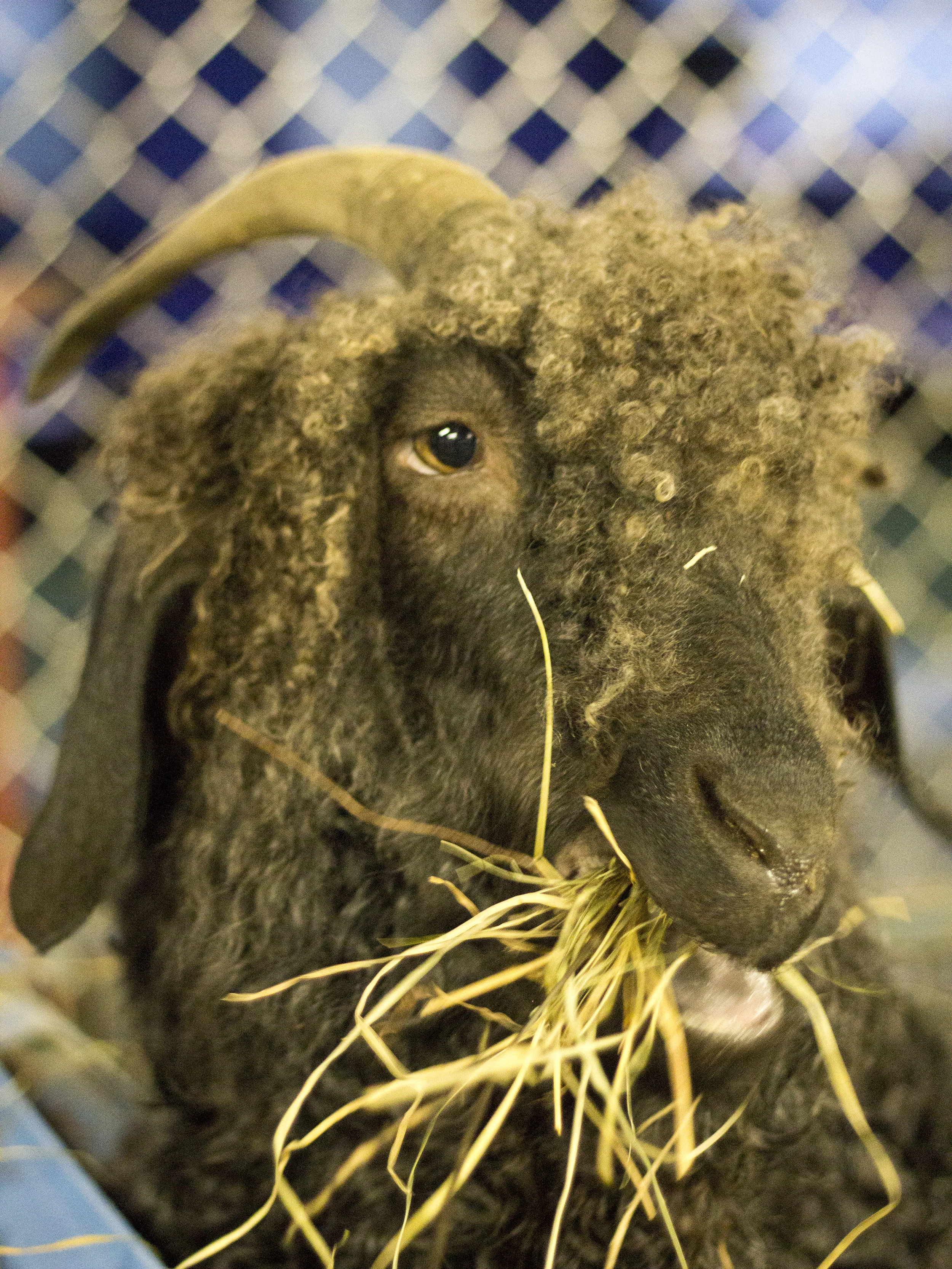 Sheep2.jpg