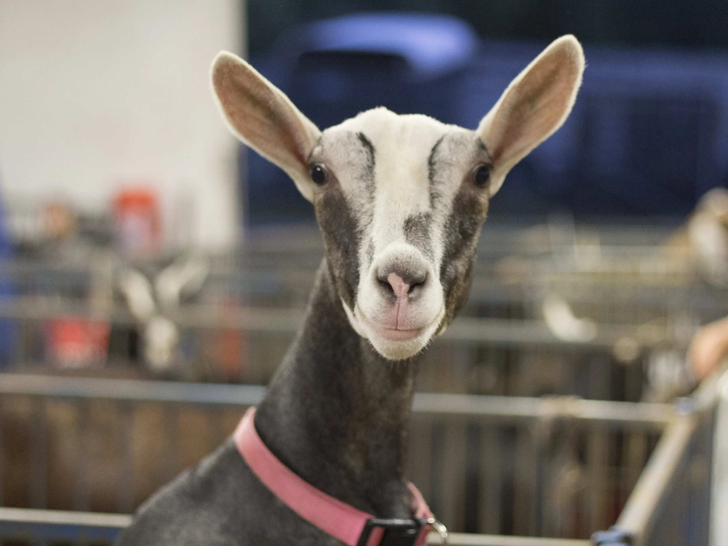 Goat.jpg