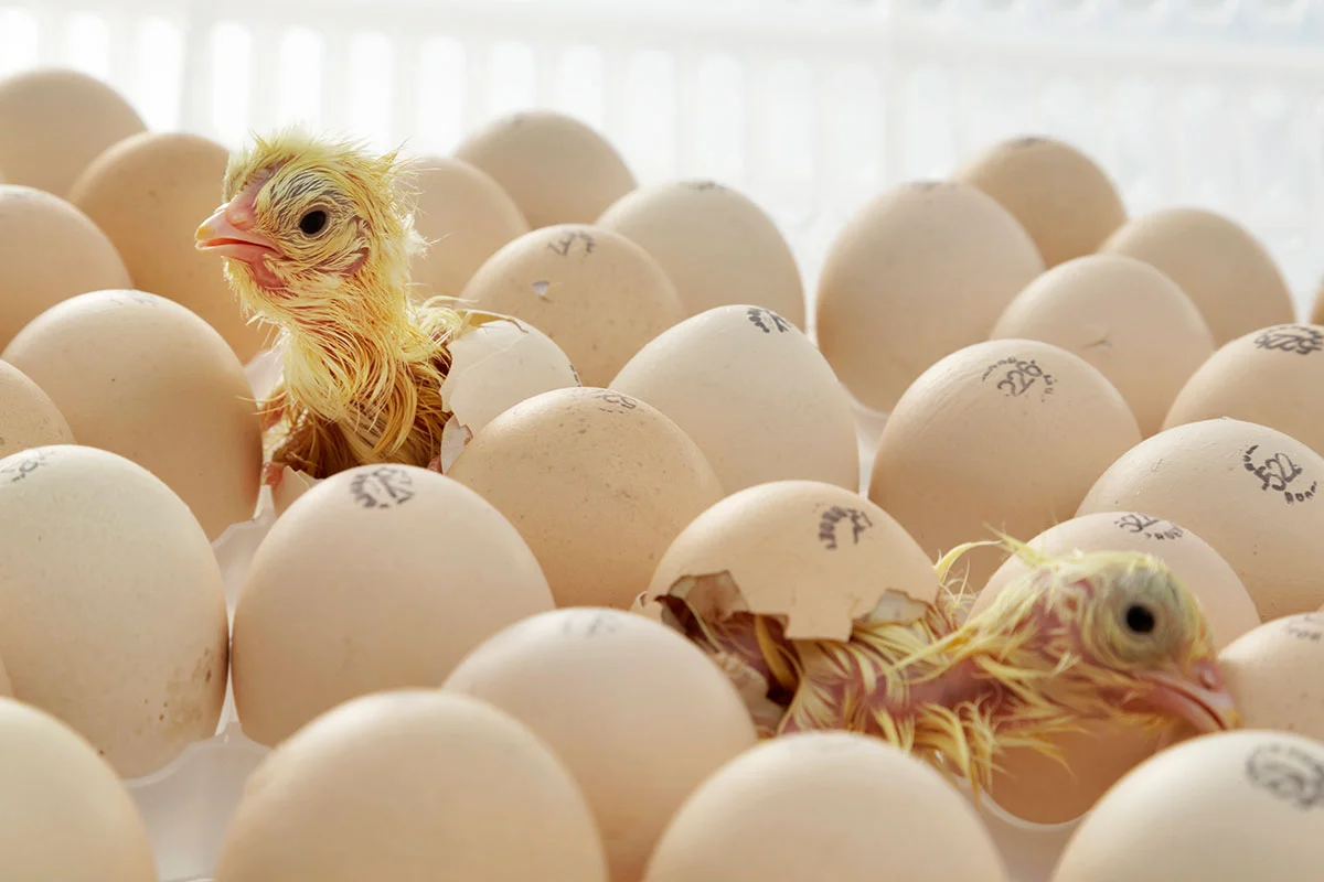 annyalla-chicks-1.jpg