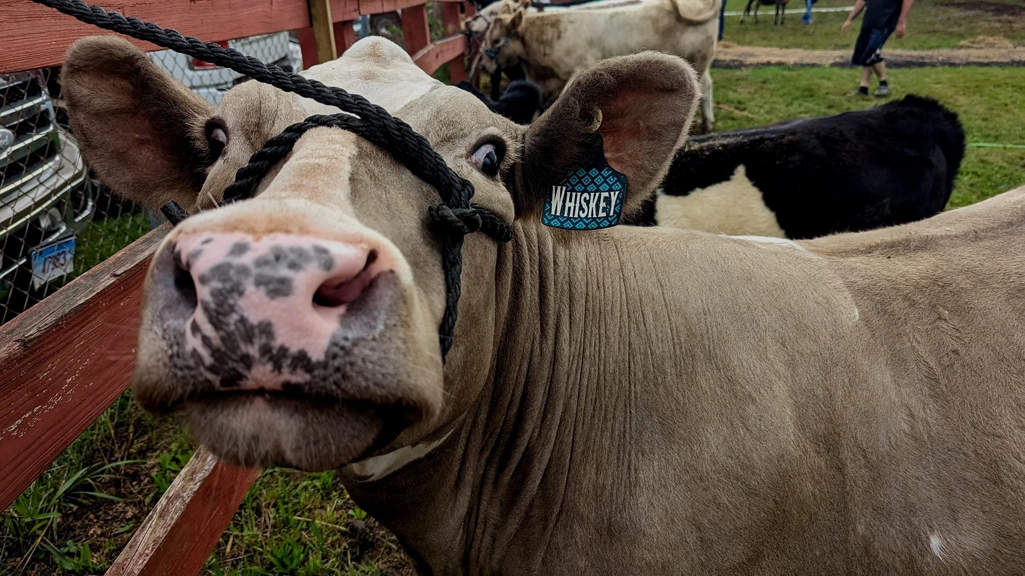 Hebron Harvest Fair