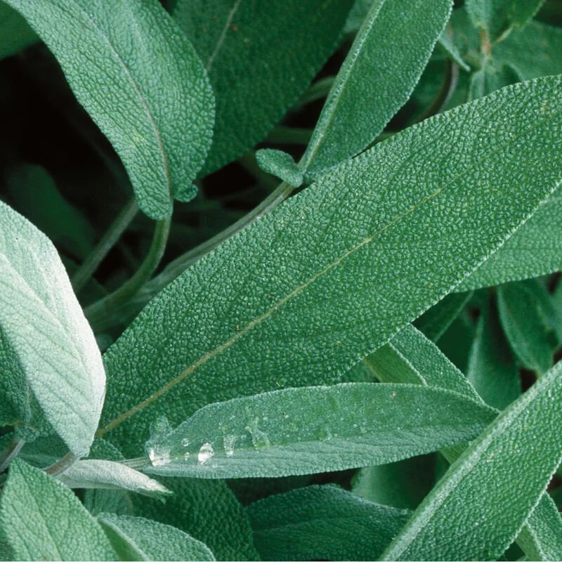Perennial Herb - Sage