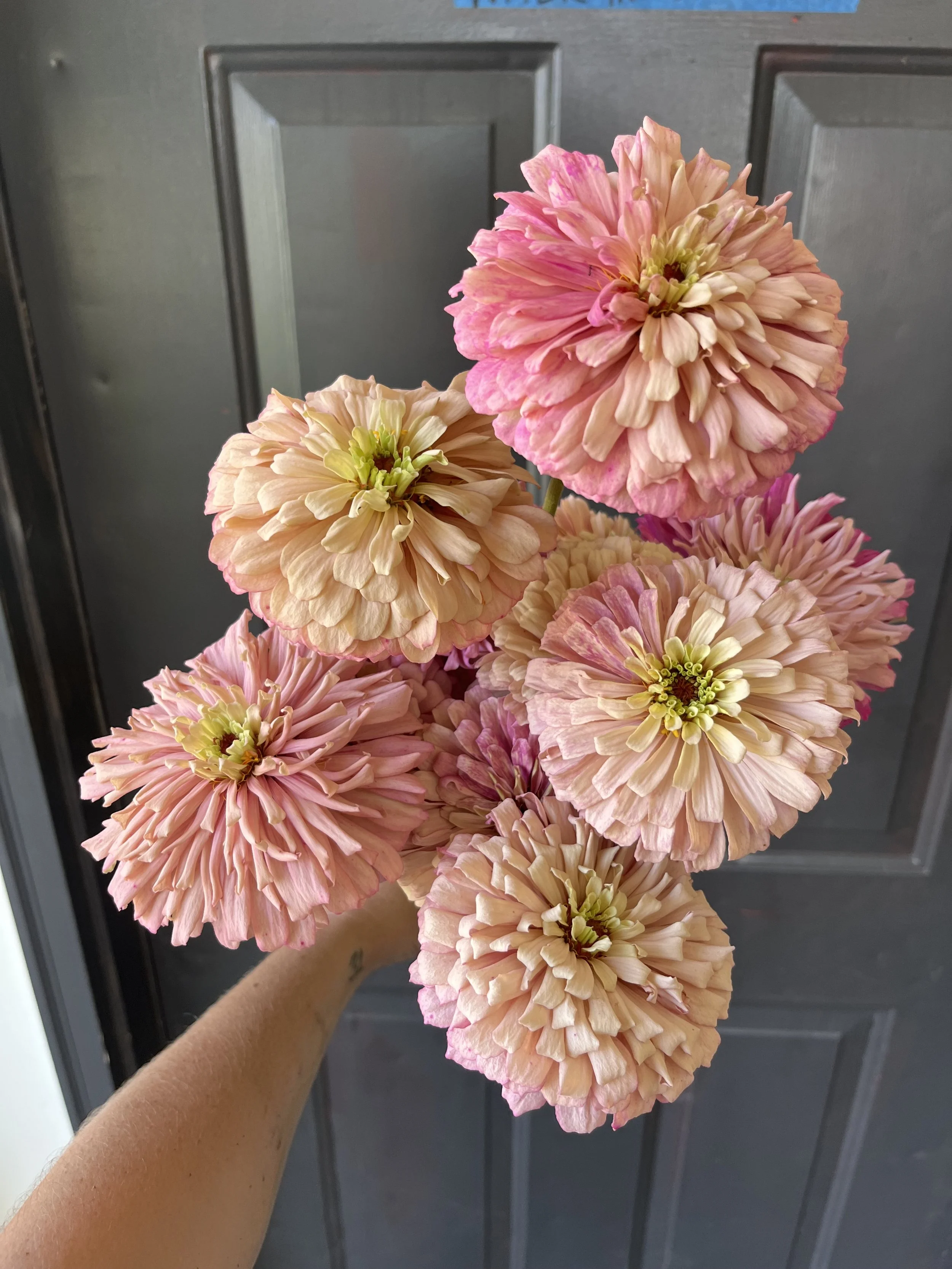 Flowers - Unicorn Zinnias
