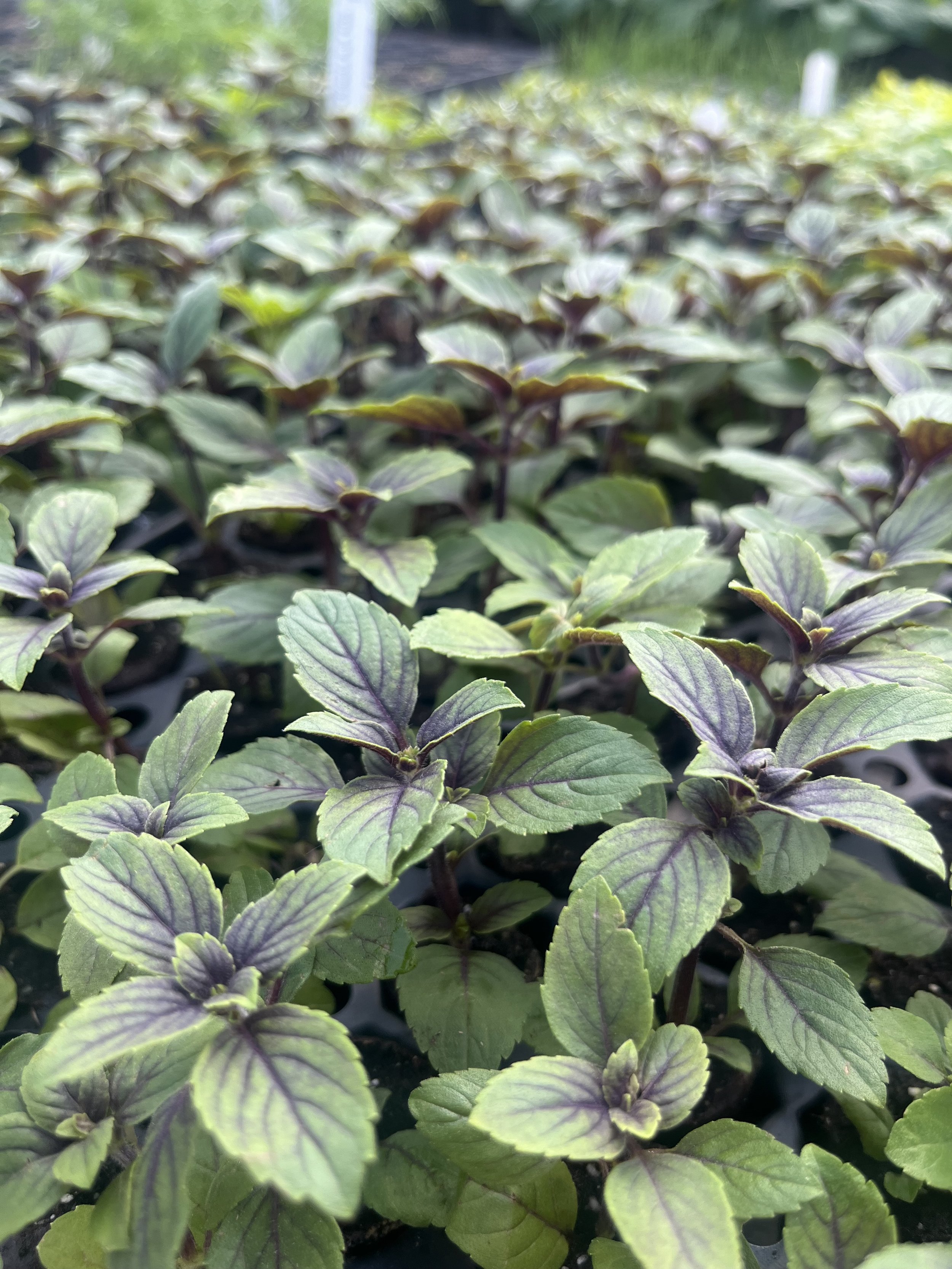 Herb - African Blue Basil