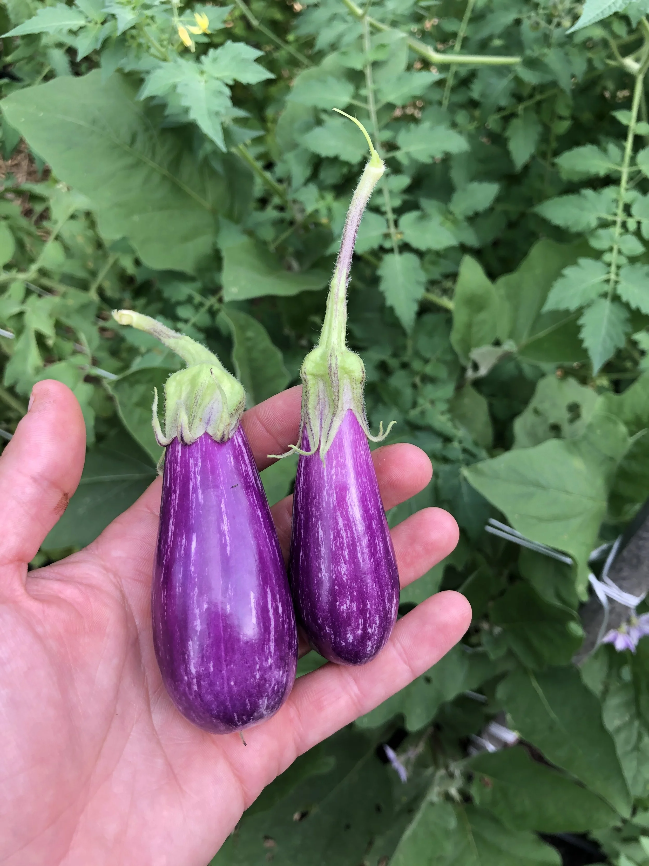 Eggplant - Fairy Tale