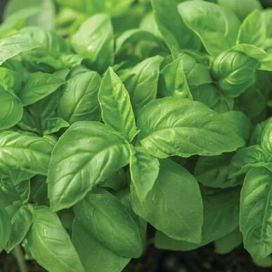 Herb - Italian Large Leaf Basil