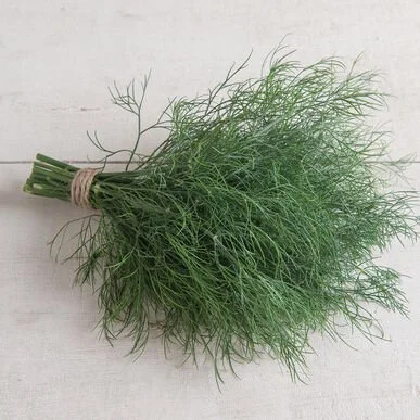 Herb - Dill