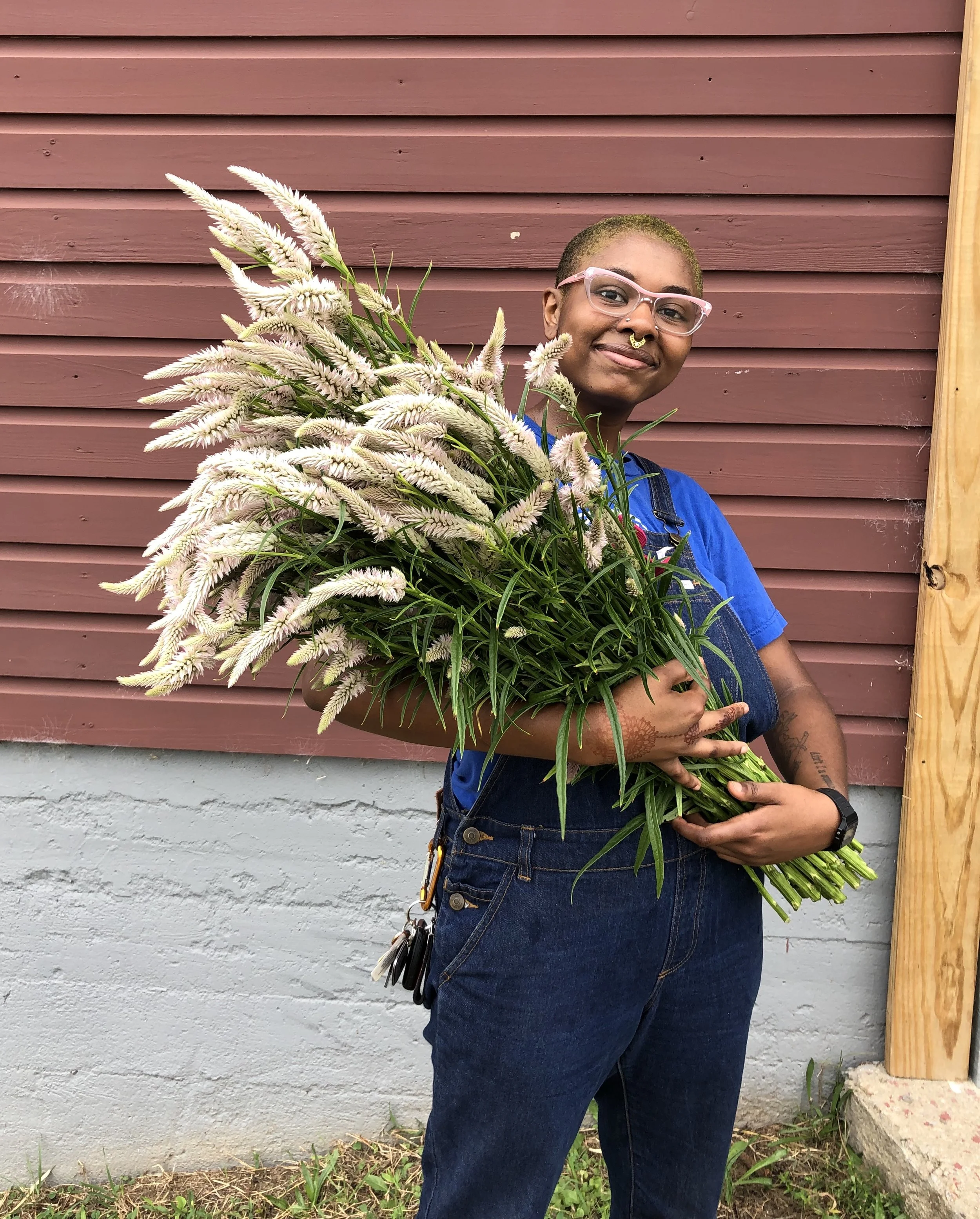 Flowers - Celosia Spicata