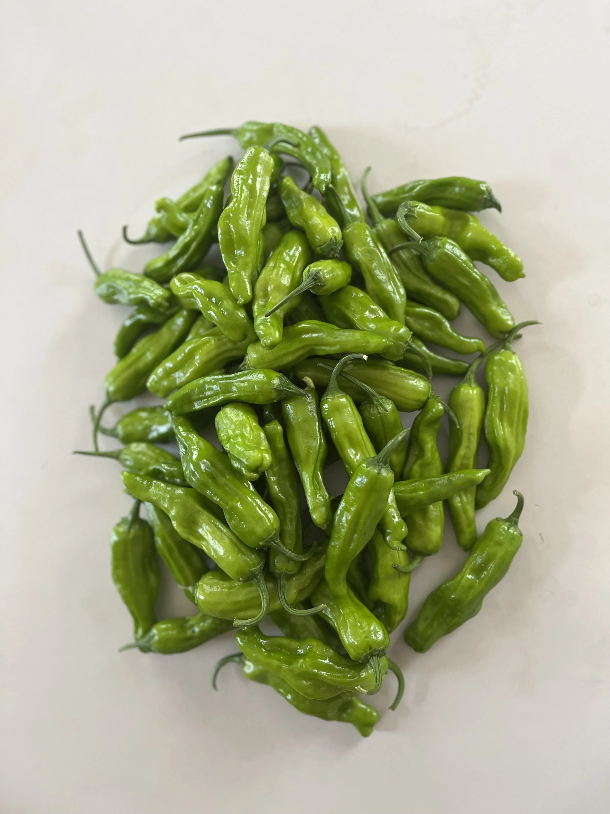 Mild Pepper - Shishito