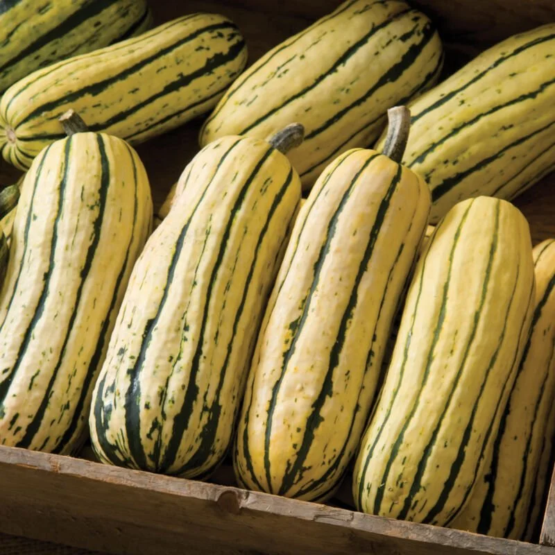 Winter Squash - Delicata