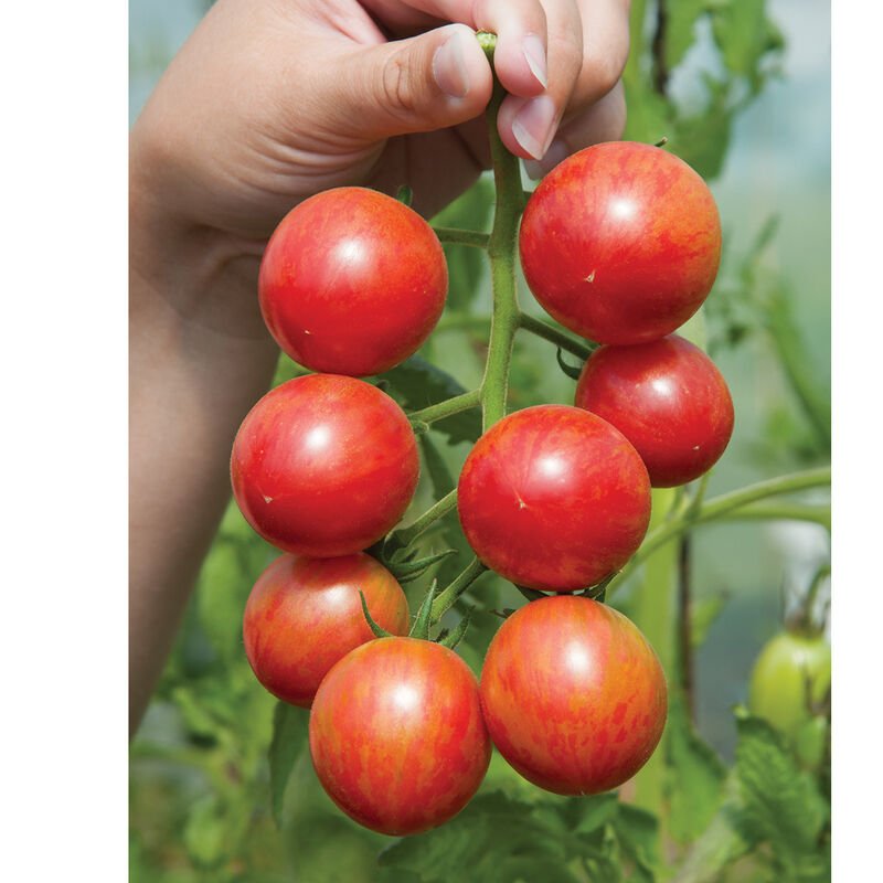 Cherry Tomato - Pink Bumblebee