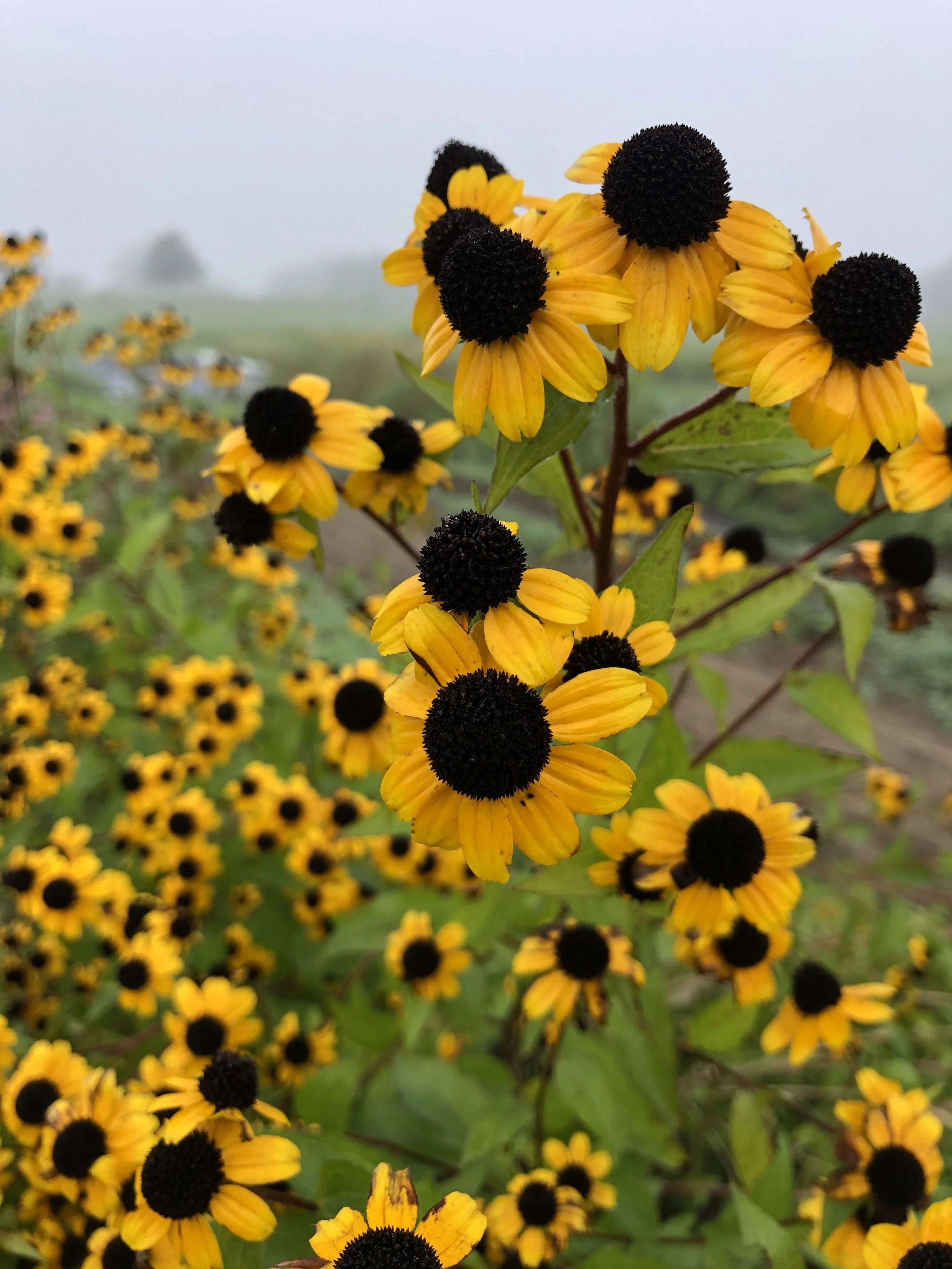 Perennial Flower - Rudbeckia Triloba