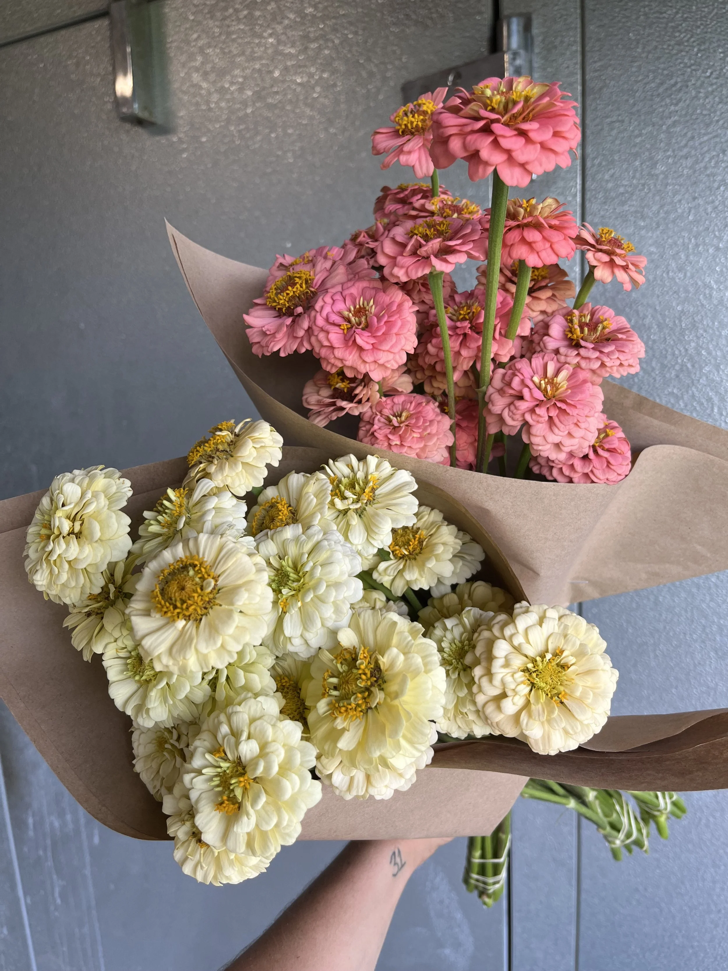 Flowers - Oklahoma Zinnia
