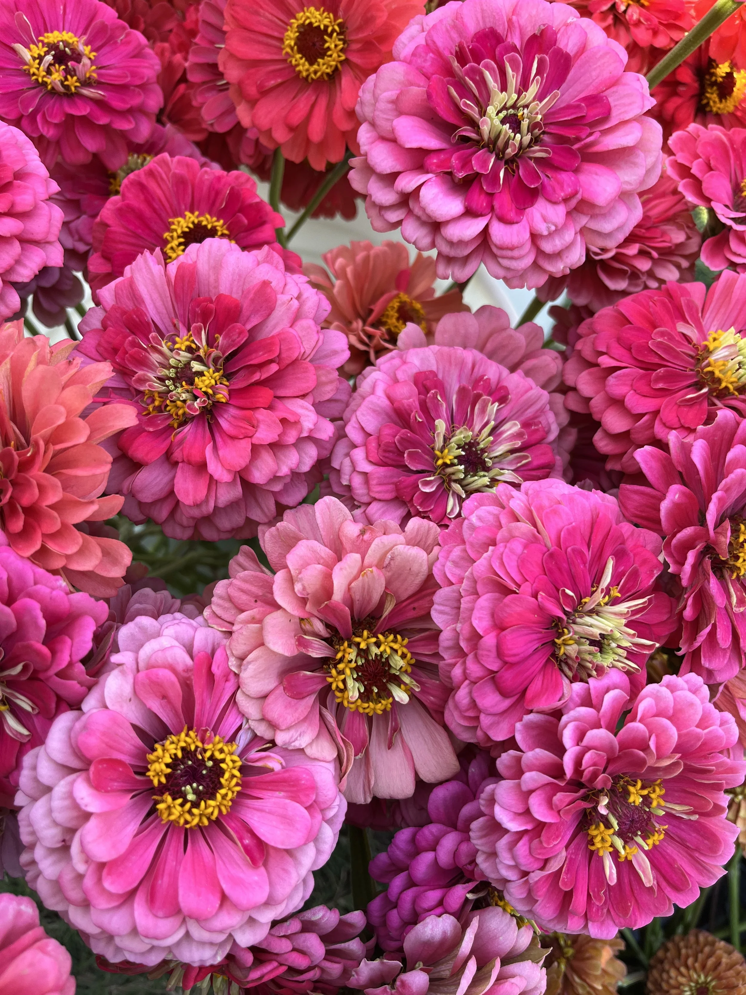 Flowers - Benary Giant Zinnias