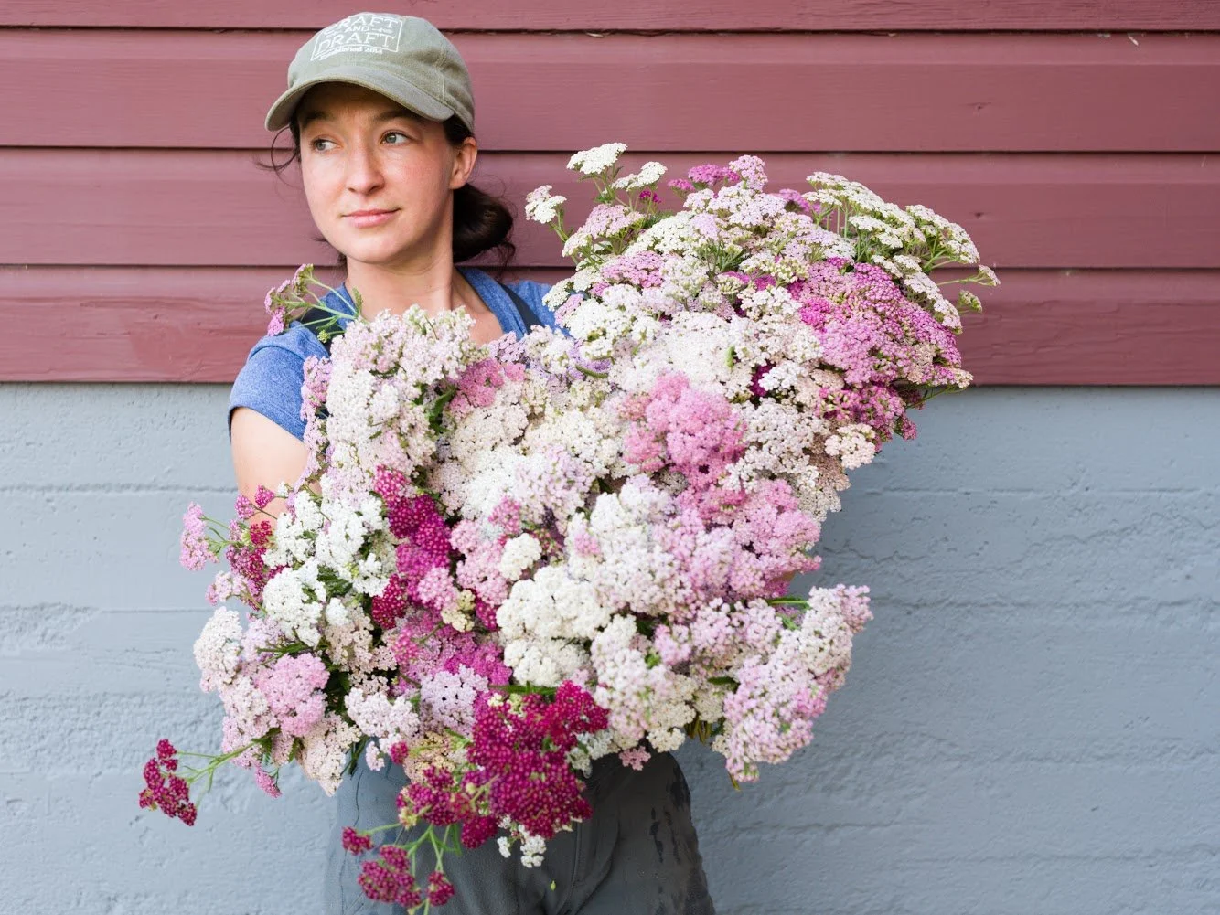 Perennial Flower - Yarrow Summer Pastels