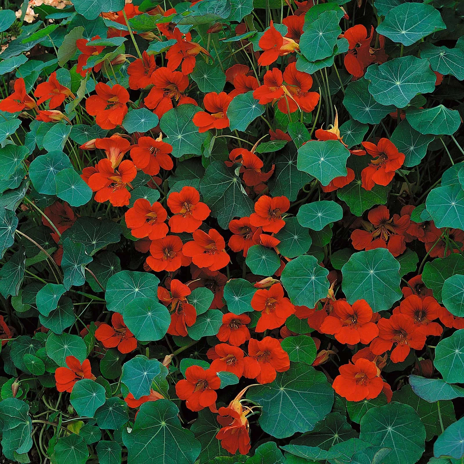 Flowers - Nasturtium Empress of India