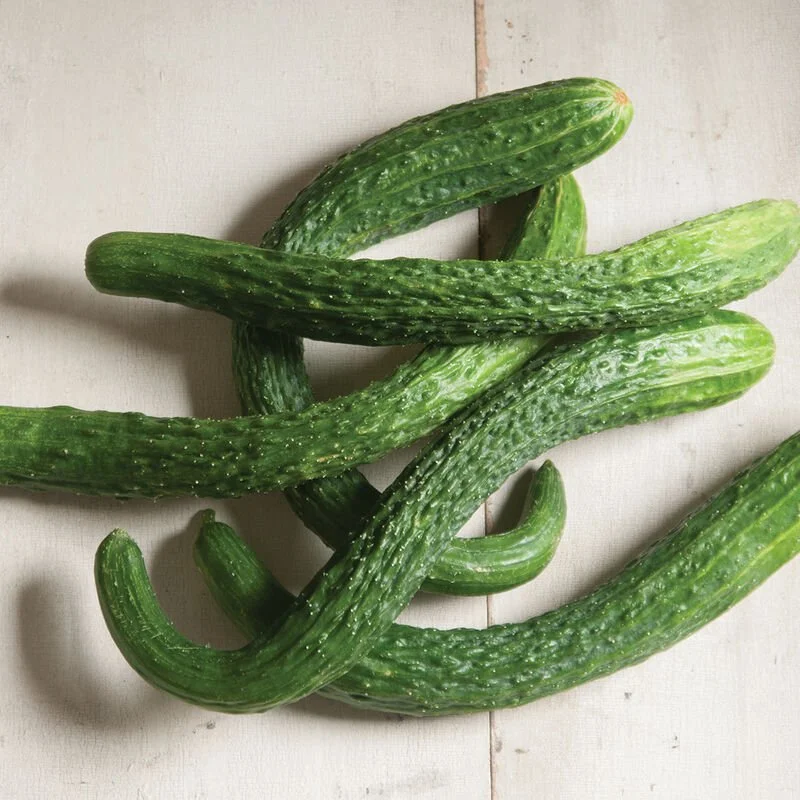 Cucumber - Suyo Long