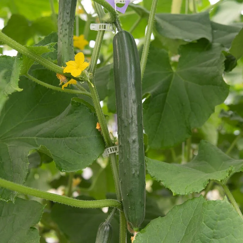 Cucumber - Nokya
