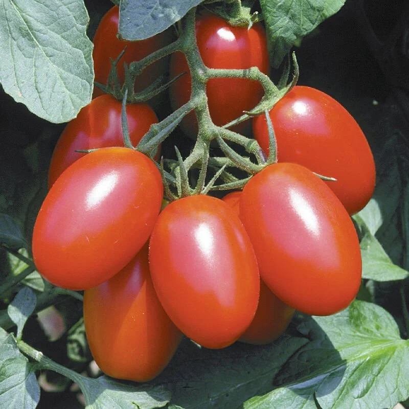 Grape Tomato - Juliet