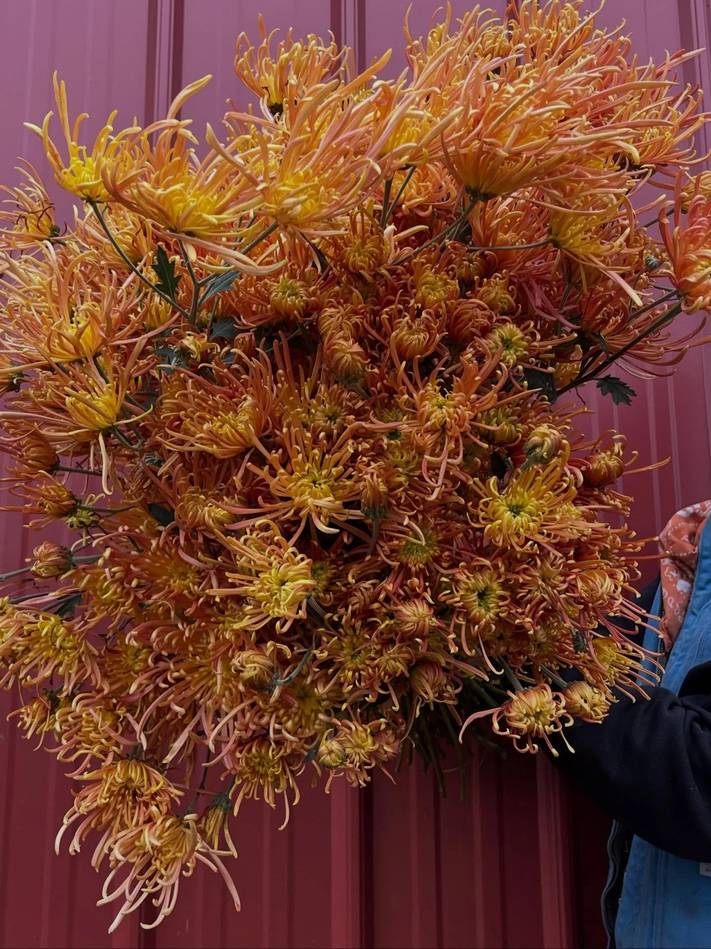 20 November 2025
One of my favorites, and one of the first Chrysanthemums I ever grew. I&rsquo;ve been taking cuttings and digging up mother plants of &ldquo;Coral Reef&rdquo; pictured here since 2020. 

This season was the first year we lost a major
