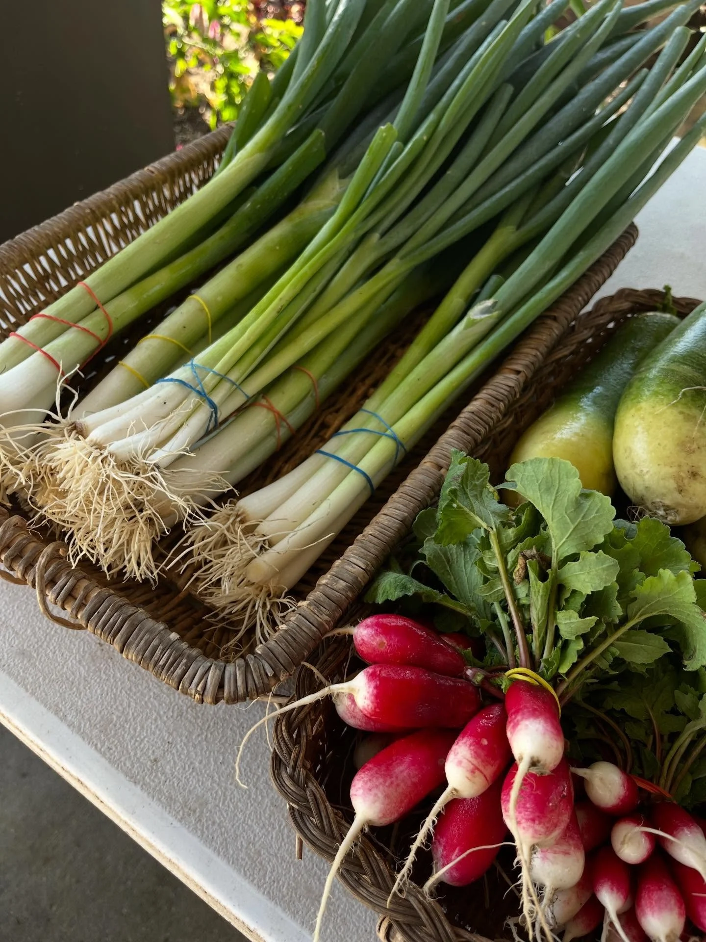 FARM STAND OPEN until 2pm TODAY! 
☀️November 26☀️

@congareemilling has your corn meal and grit needs met! 
@greenleaf_farms_sc with the fresh leafy greens, scallions, radishes for your Thanksgiving tables!

1005 Airport Blvd
Columbia, SC 29205

We w