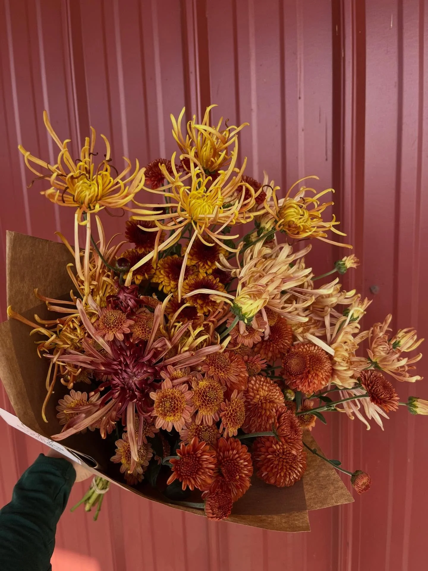 25 November 2025
The chrysanthemums this season have really been awesome. Thank you to everyone that ordered flowers for your Thanksgiving tables and to our florists for loving these heirloom mums as much as we love growing them!