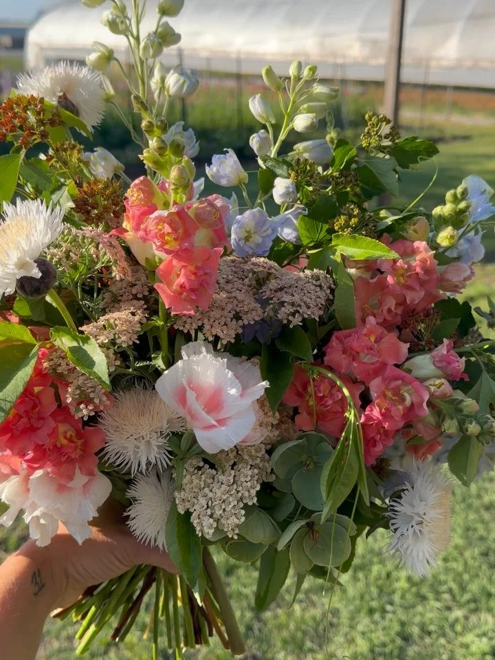 16 May 2026

Flowers for Mary Gervais ✨

sound on for the birds singing in the morning light and Plum&rsquo;s collar jingles