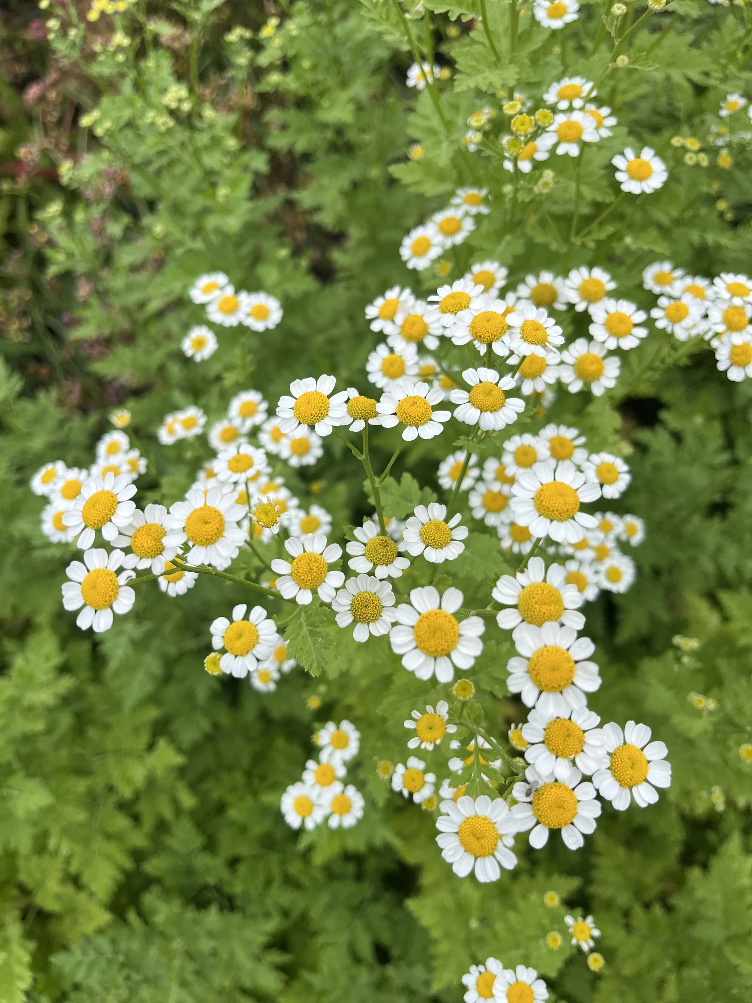 Flowers - Feverfew