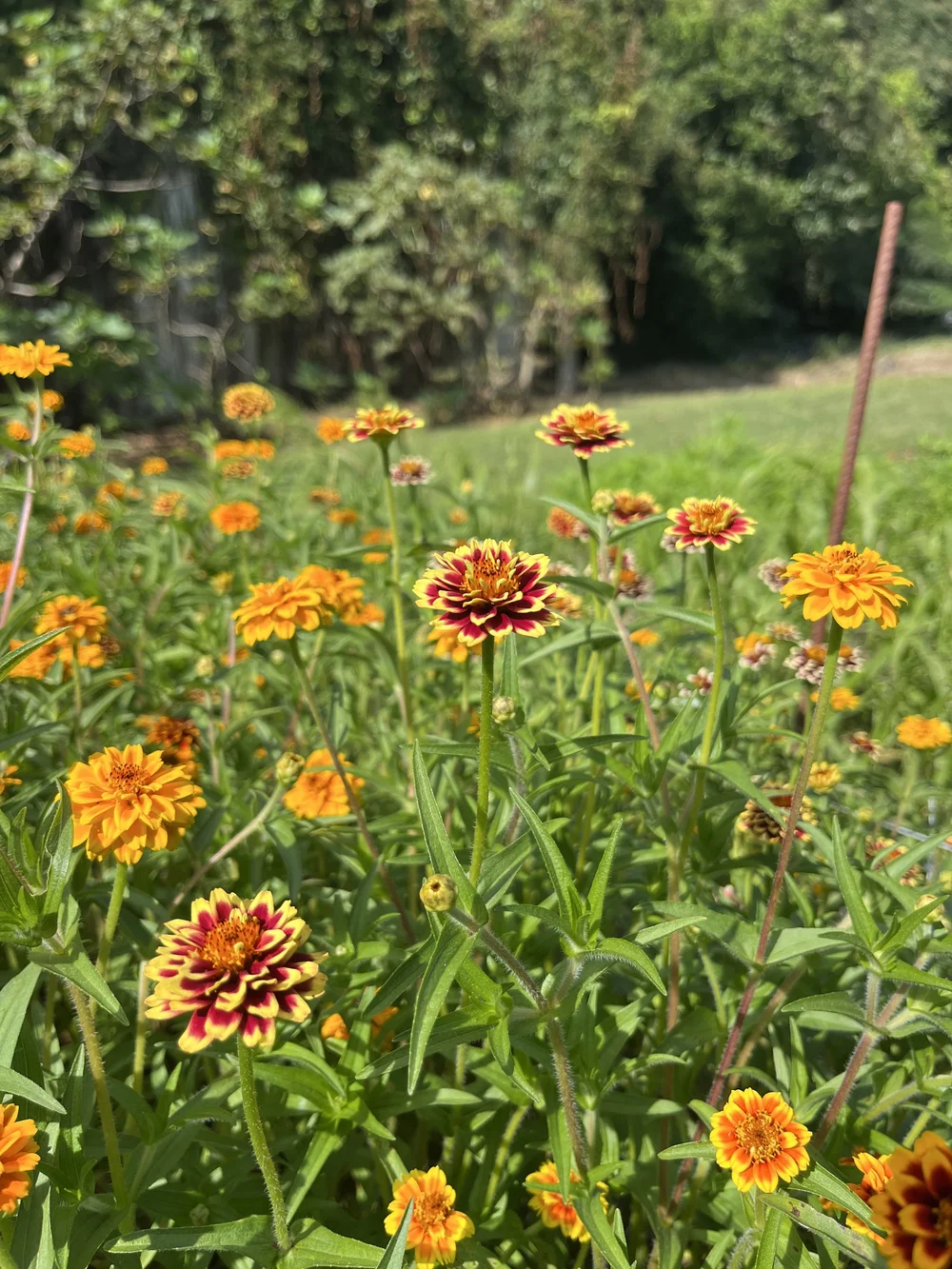 Unicorn Zinnias — Boone Fox Farm