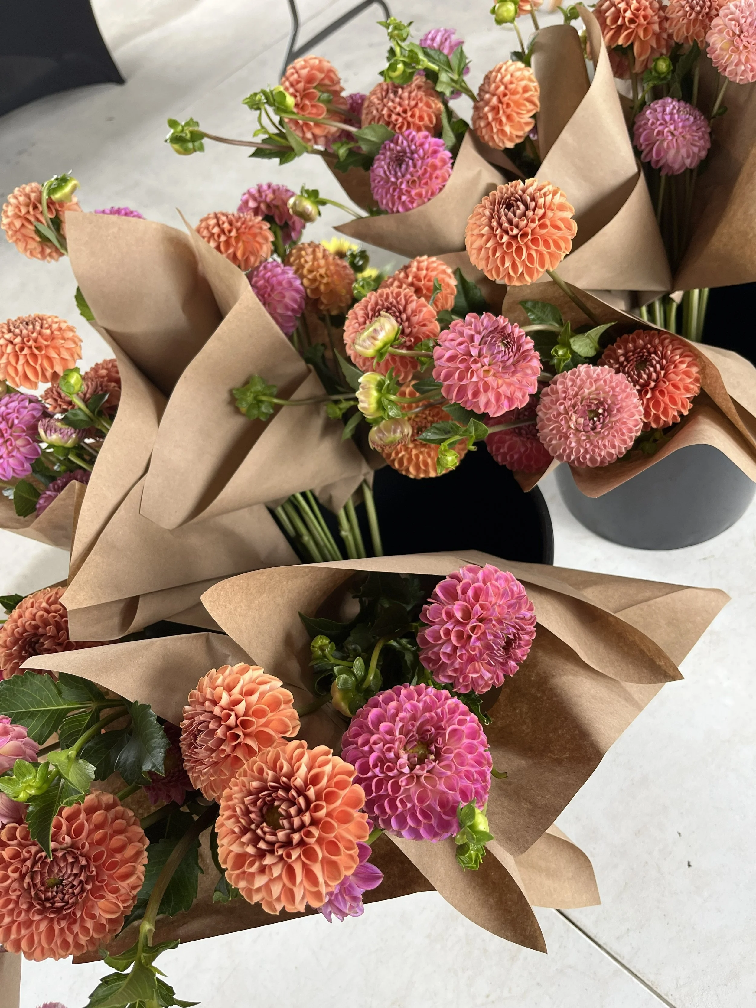 Multiple bouquets of pink and orange dahlias wrapped in brown paper, placed in black vases on a white surface.