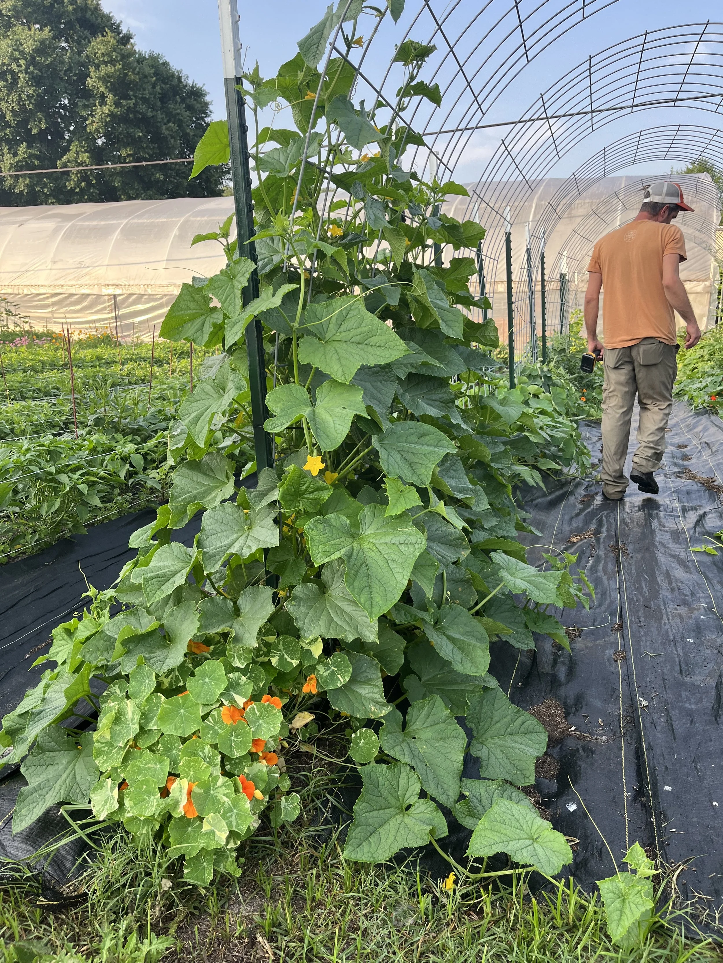 Flowers - Nasturtium Trailing Mix