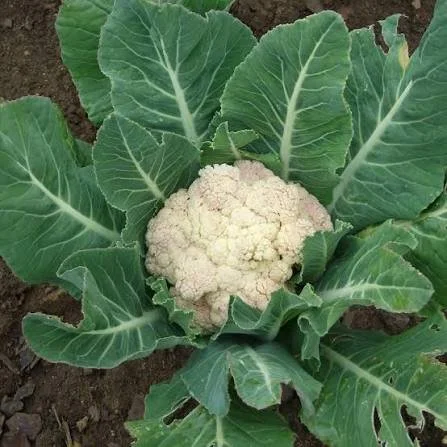 Cauliflower - Snowball