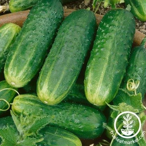 Pickling Cucumber