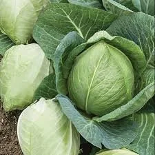 Cabbage - Charleston Wakefield