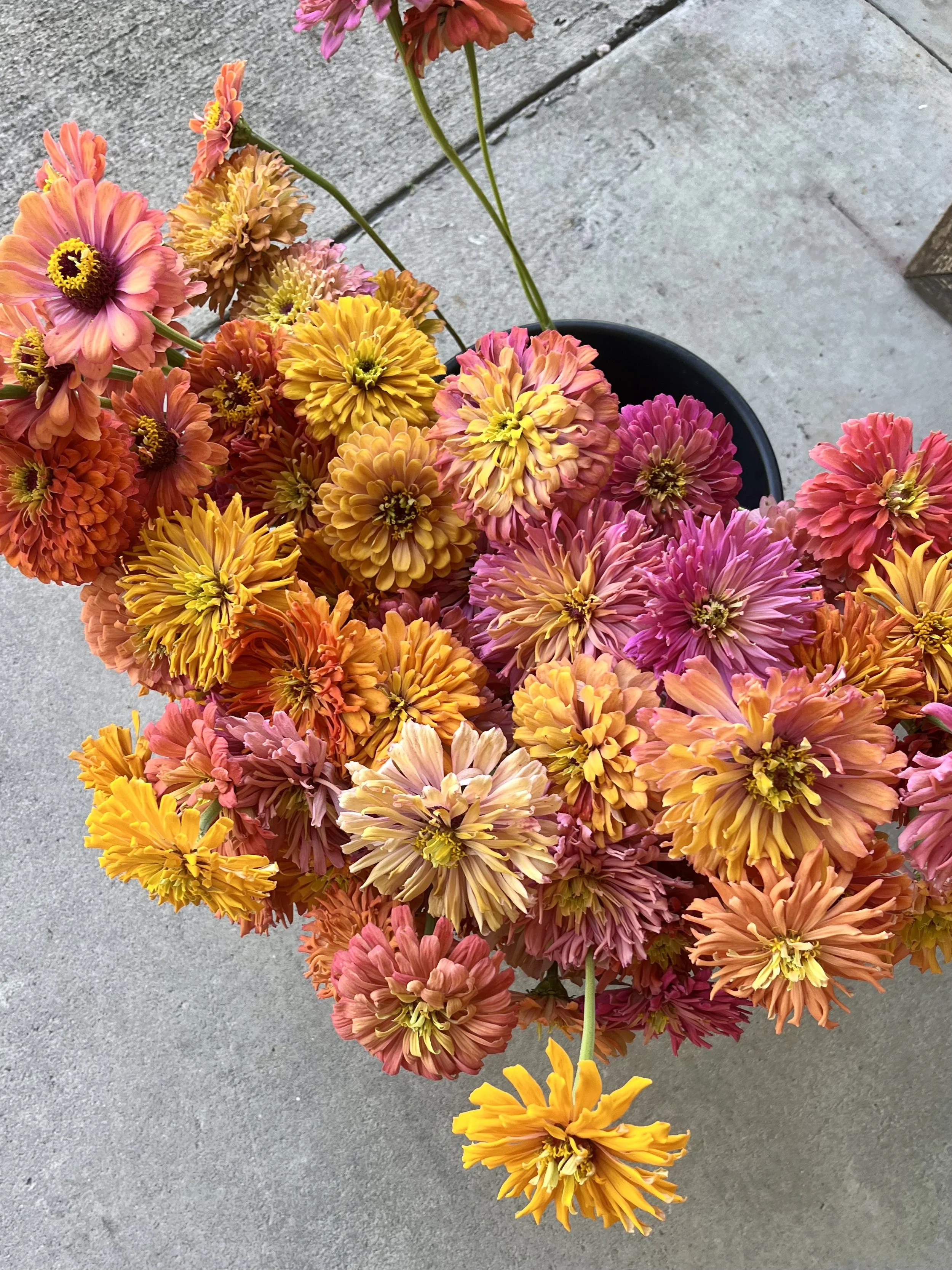 Aurora Zinnia mix.jpeg