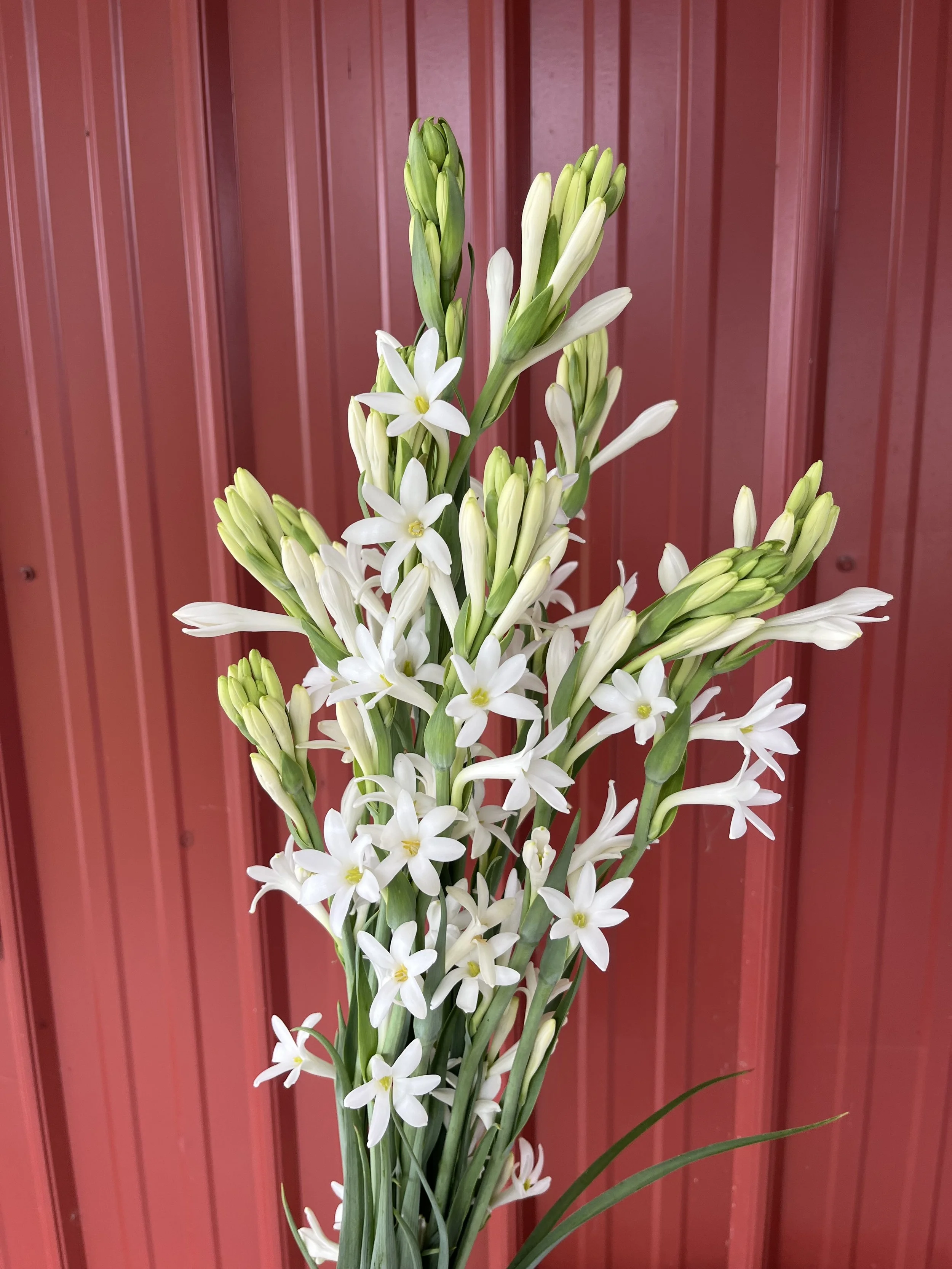 Flowers - Mexican Single Tuberose
