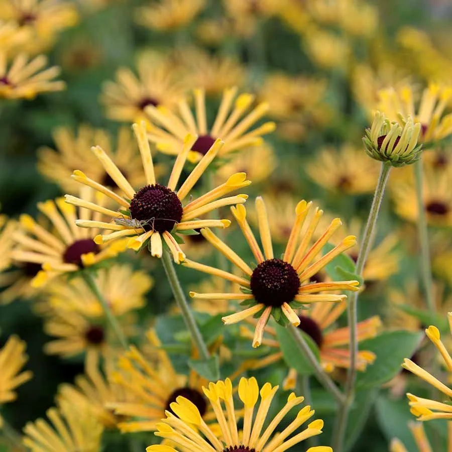 Perennial Flower - Rudbeckia Little Henry