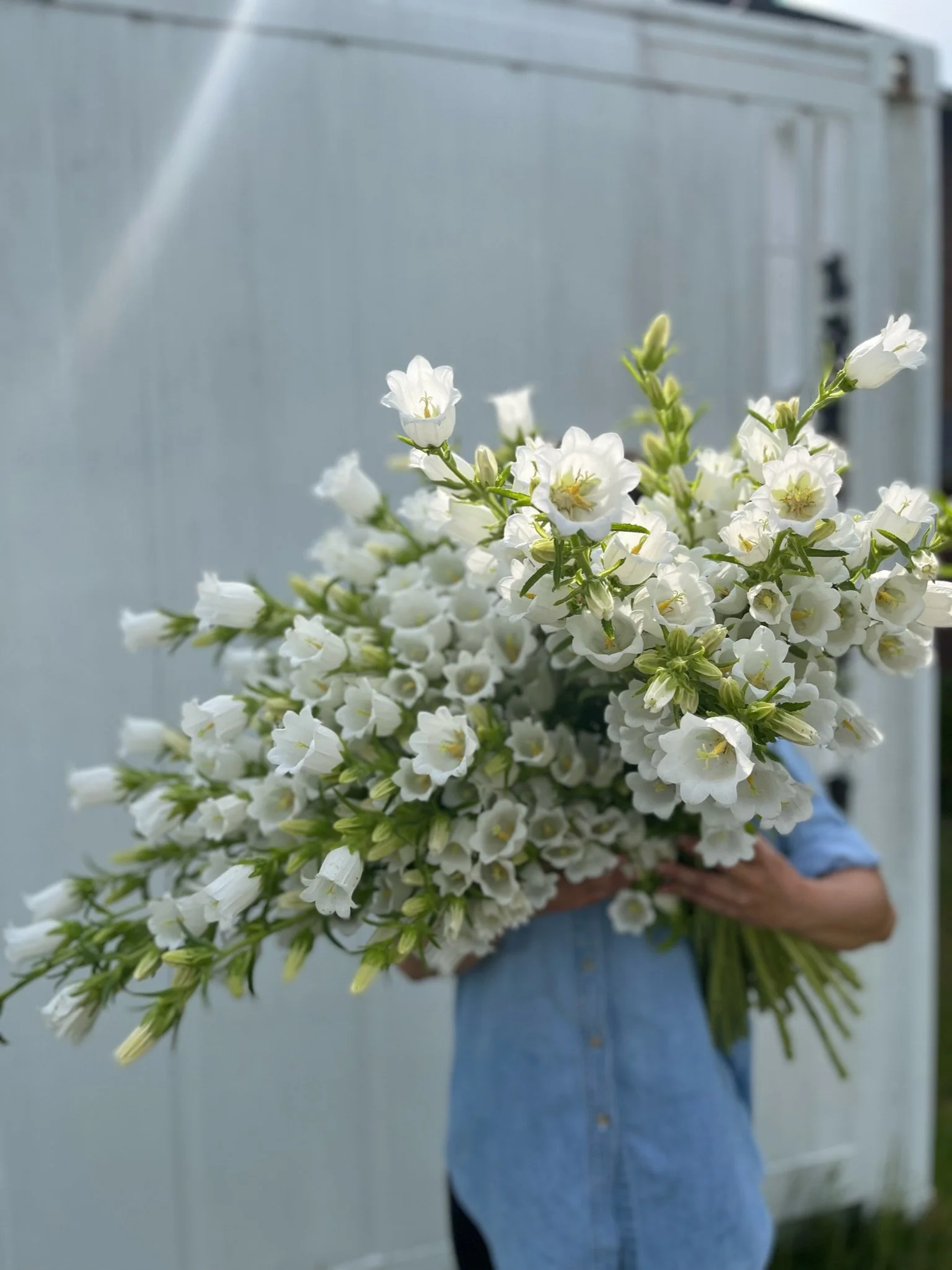 armload of campanula.JPG