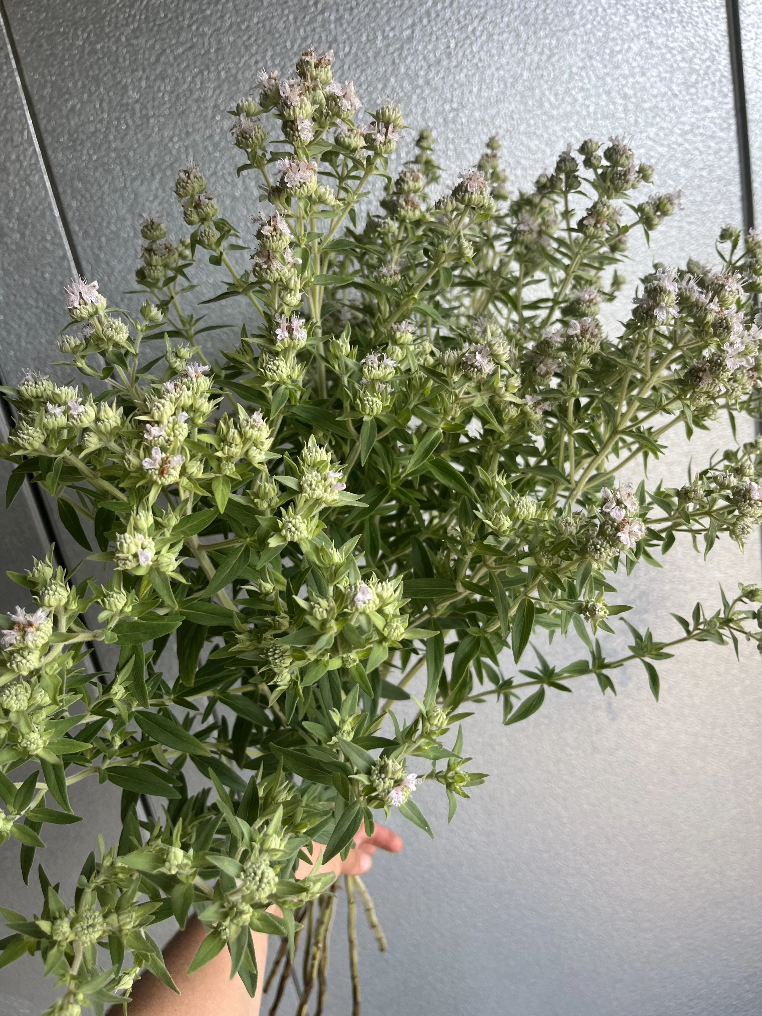 Perennial Herb - Mountain Mint Pilosum