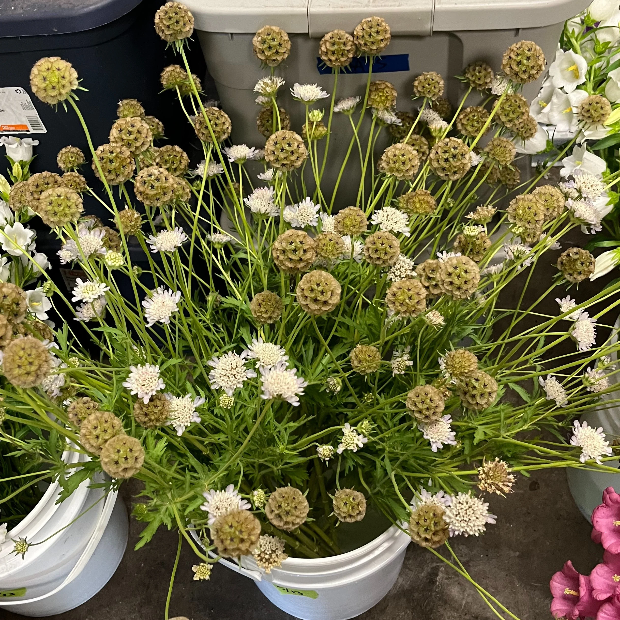 Flowers - Scabiosa