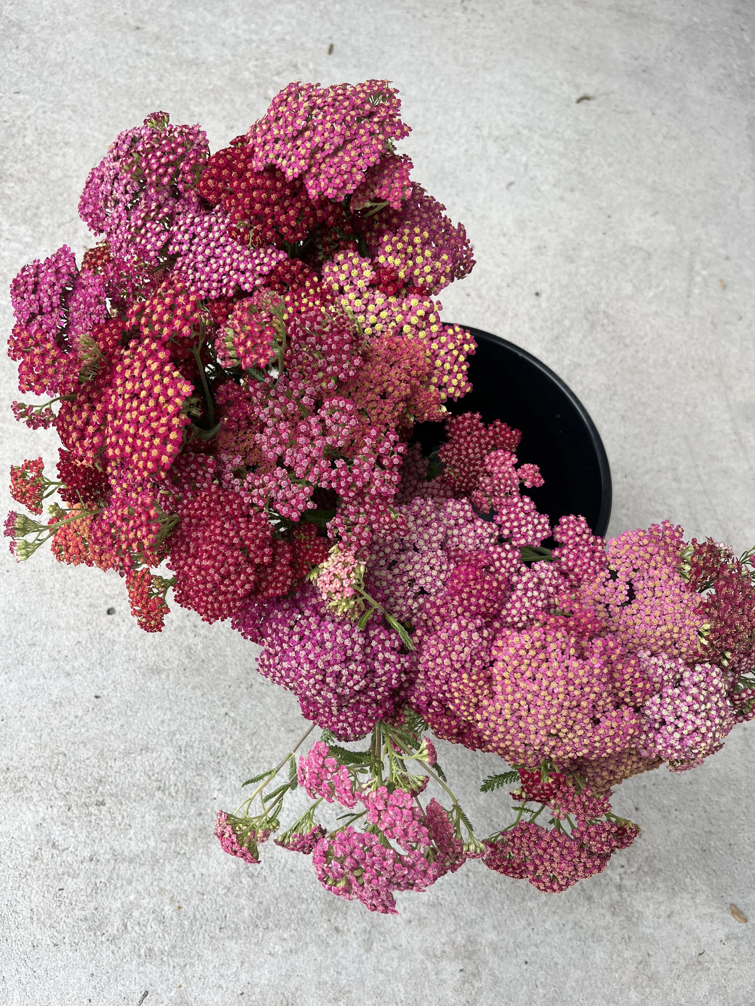Perennial Flower - Yarrow Flowerburst Red Shades