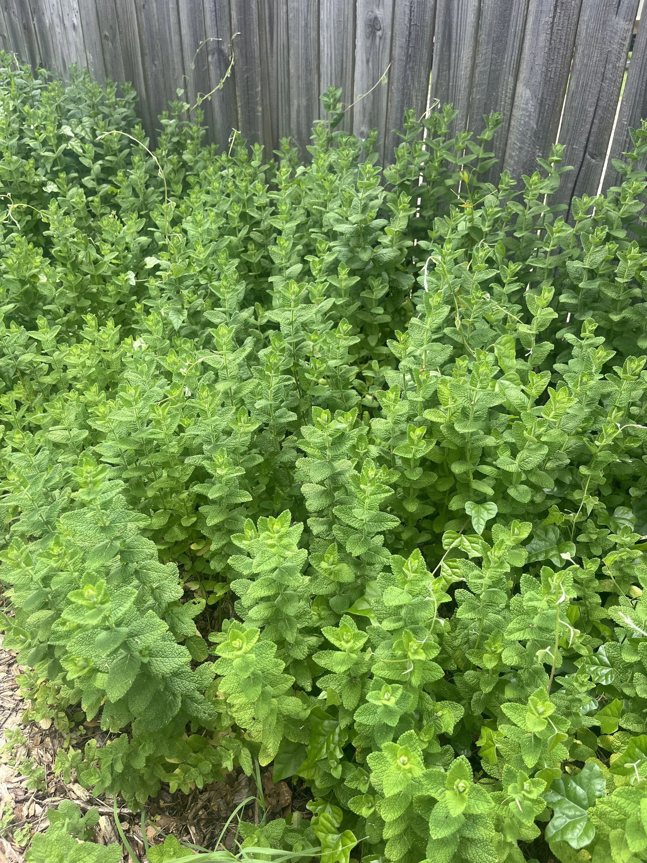 Perennial Herb - Apple Mint