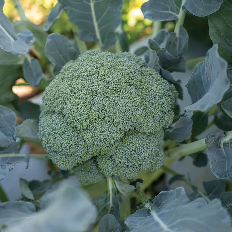 Broccoli - Emerald Crown