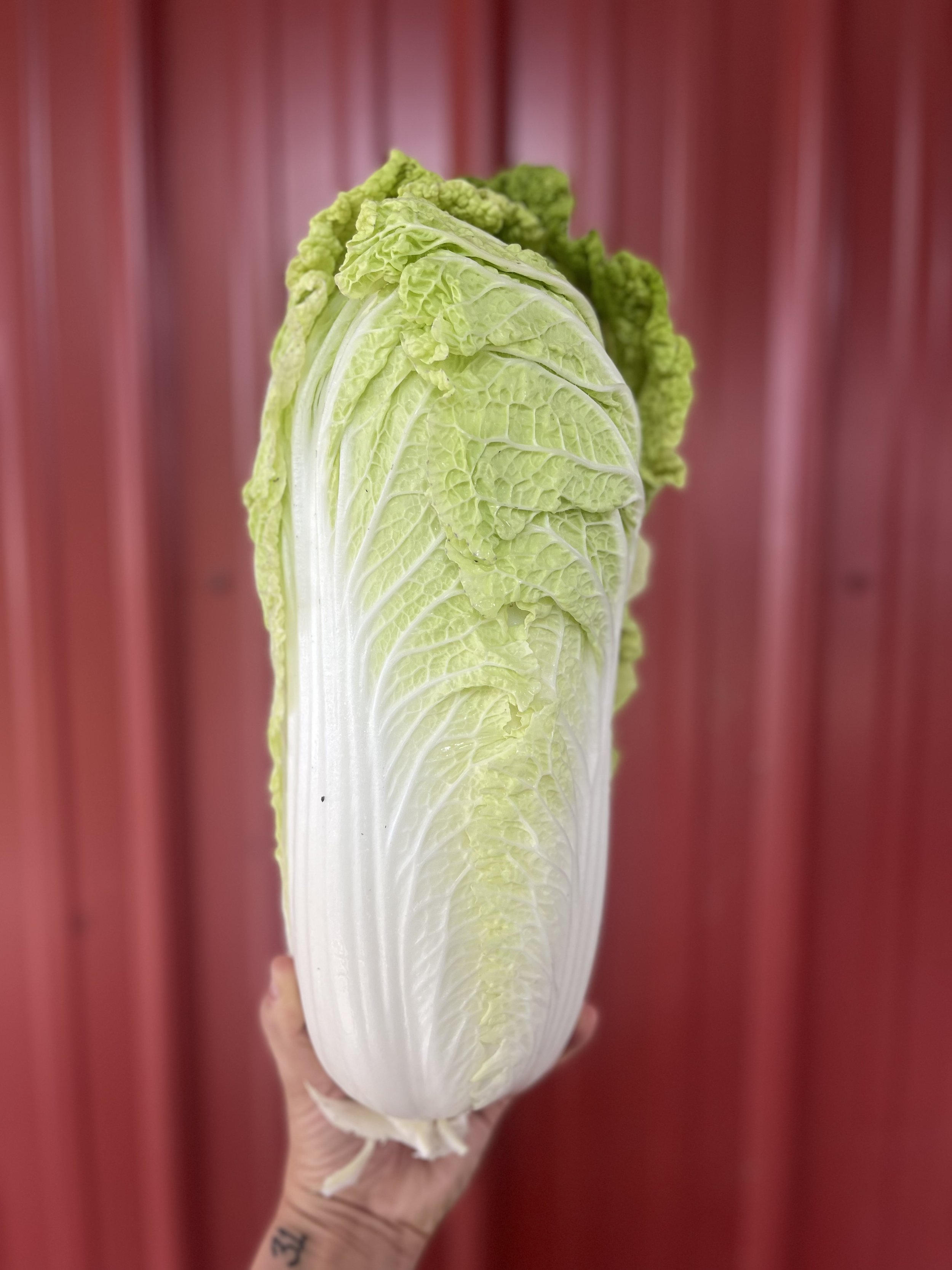 Napa Cabbage