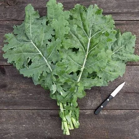white Russian kale.jpeg