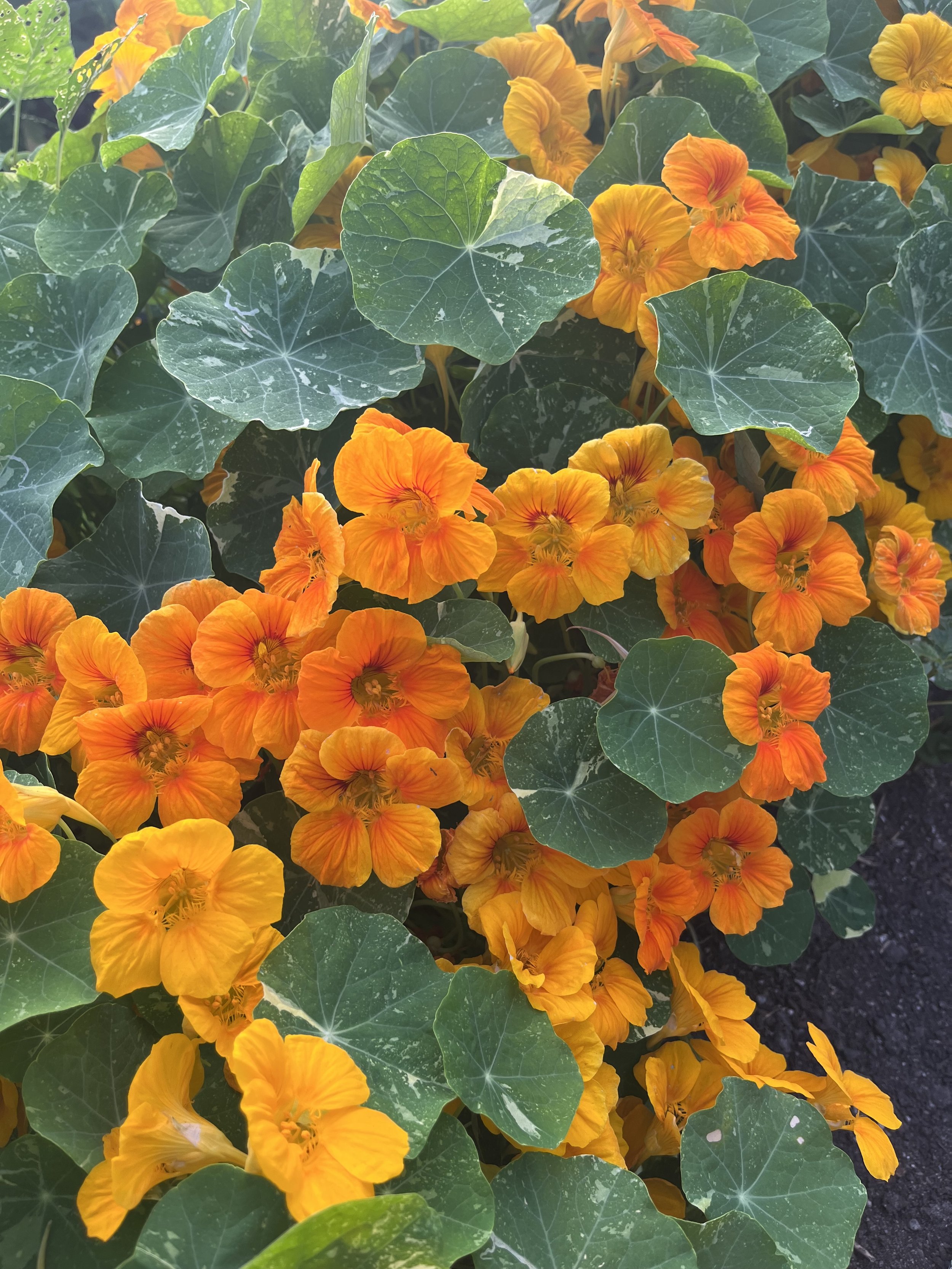 Flowers - Nasturtium Alaska mix