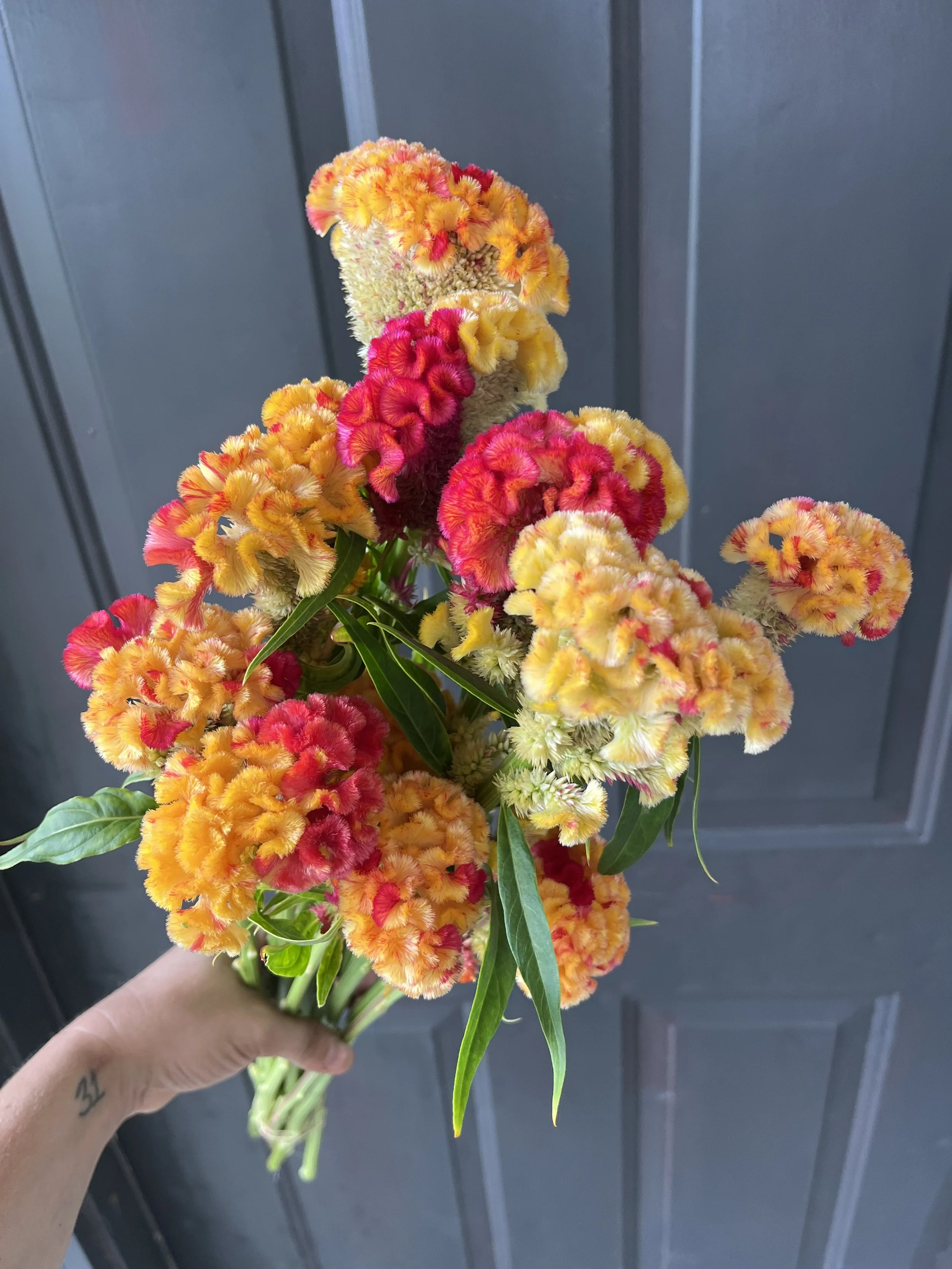 Flowers - Celosia Cristata