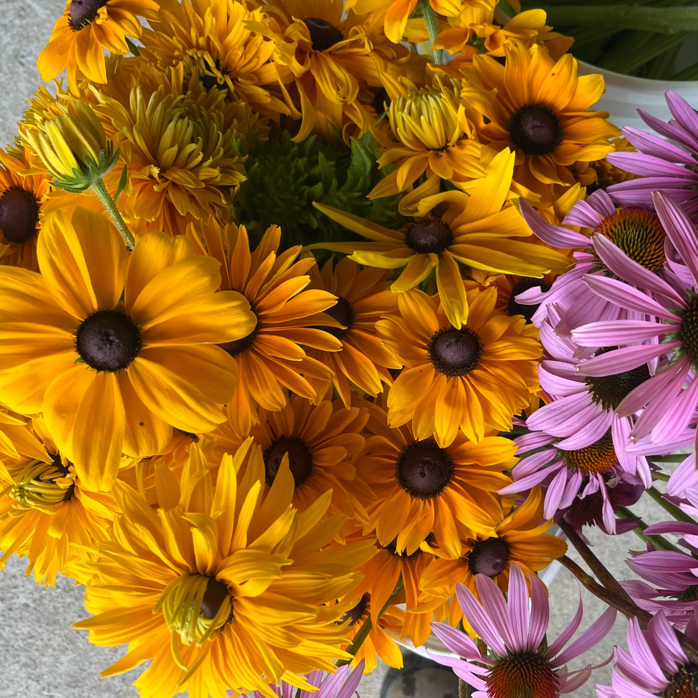 Perennial Flower - Indian Summer